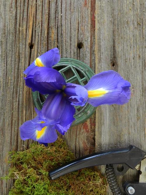 TELSTAR  BLUE IRIS